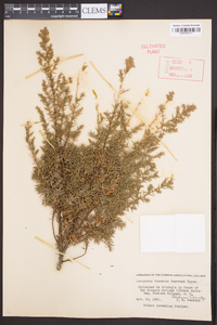 Juniperus communis var. depressa image