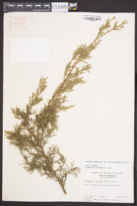 Juniperus virginiana subsp. silicicola image