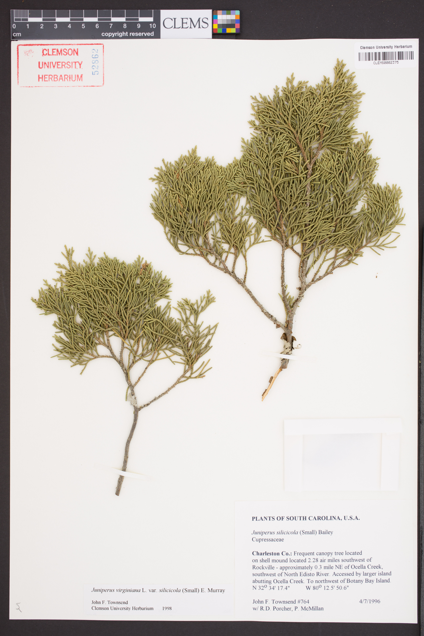 Juniperus virginiana subsp. silicicola image