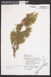 Juniperus virginiana var. silicicola image