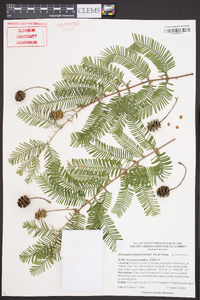 Metasequoia glyptostroboides image