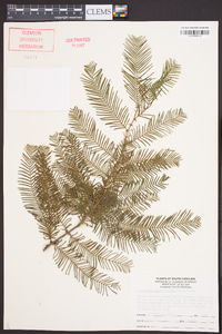 Metasequoia glyptostroboides image