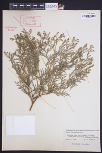 Thuja occidentalis image