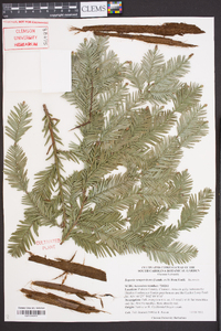 Sequoia sempervirens image