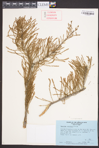 Taxodium ascendens image