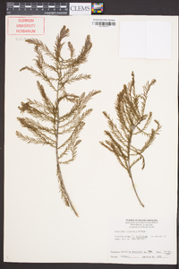 Taxodium ascendens image