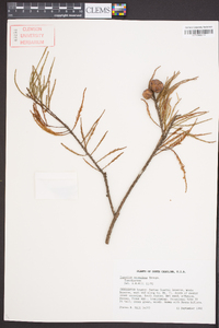 Taxodium ascendens image