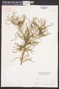 Taxodium ascendens image