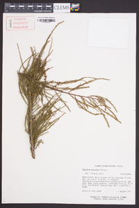 Taxodium ascendens image