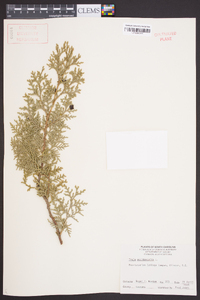 Thuja occidentalis image