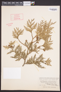 Thuja occidentalis image