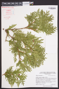 Thuja occidentalis image