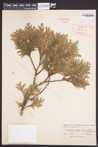 Thuja occidentalis image