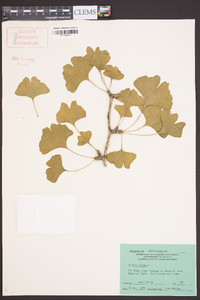 Ginkgo biloba image