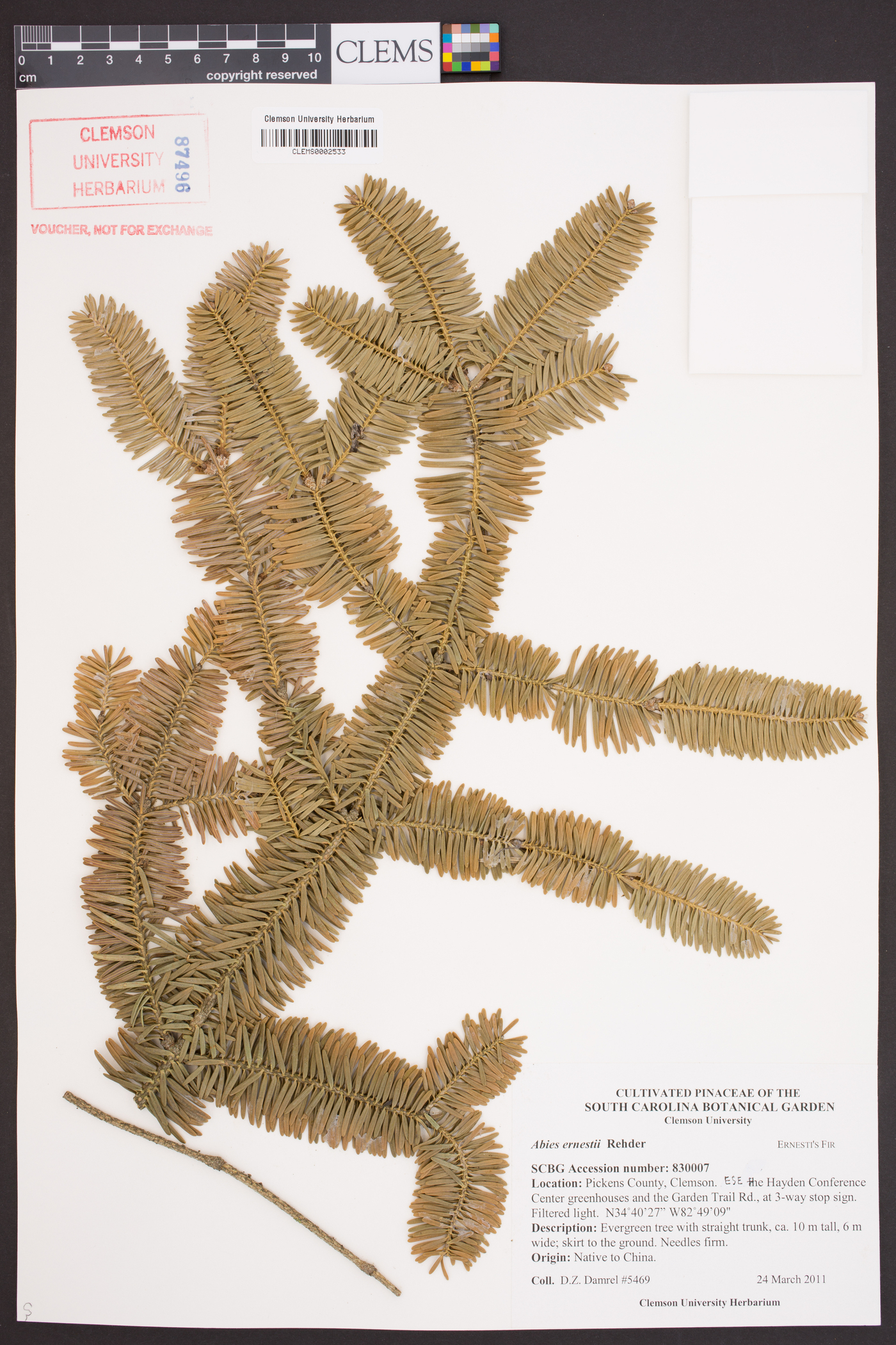 Abies recurvata var. ernestii image