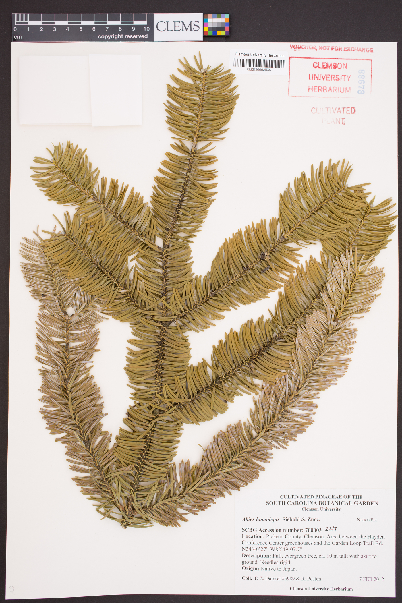 Abies homolepis image