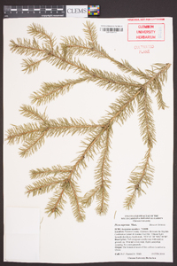 Picea asperata image