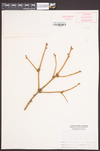 Picea alcoquiana image
