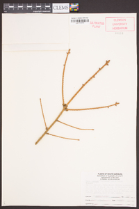Picea jezoensis image