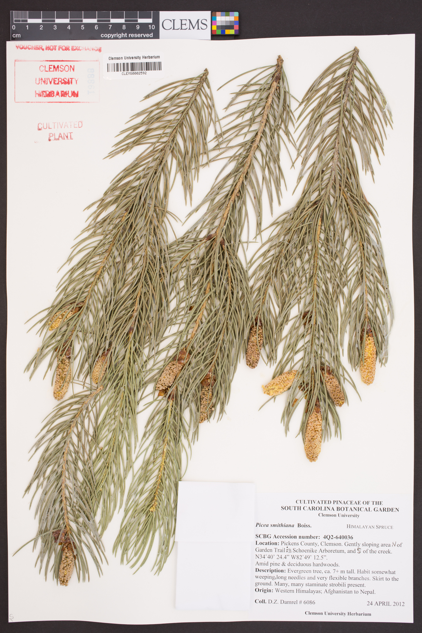 Picea smithiana image