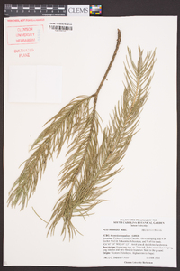 Picea smithiana image