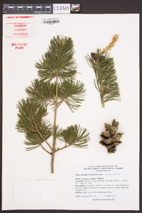 Pinus densiflora image