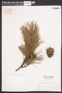 Pinus echinata image