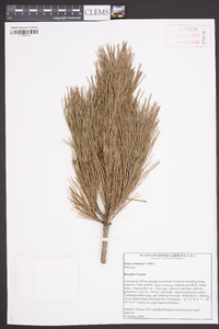 Pinus echinata image