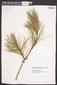 Pinus echinata image