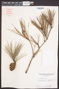 Pinus echinata image