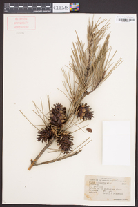 Pinus echinata image