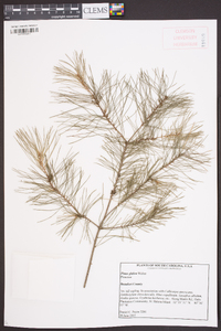 Pinus glabra image