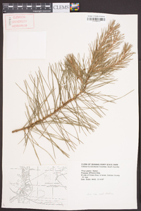 Pinus glabra image