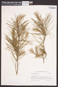 Pinus glabra image