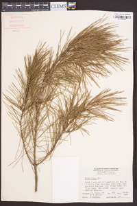 Pinus glabra image