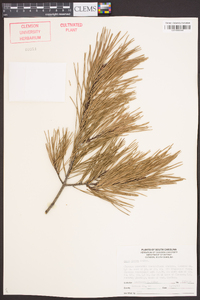 Pinus glabra image