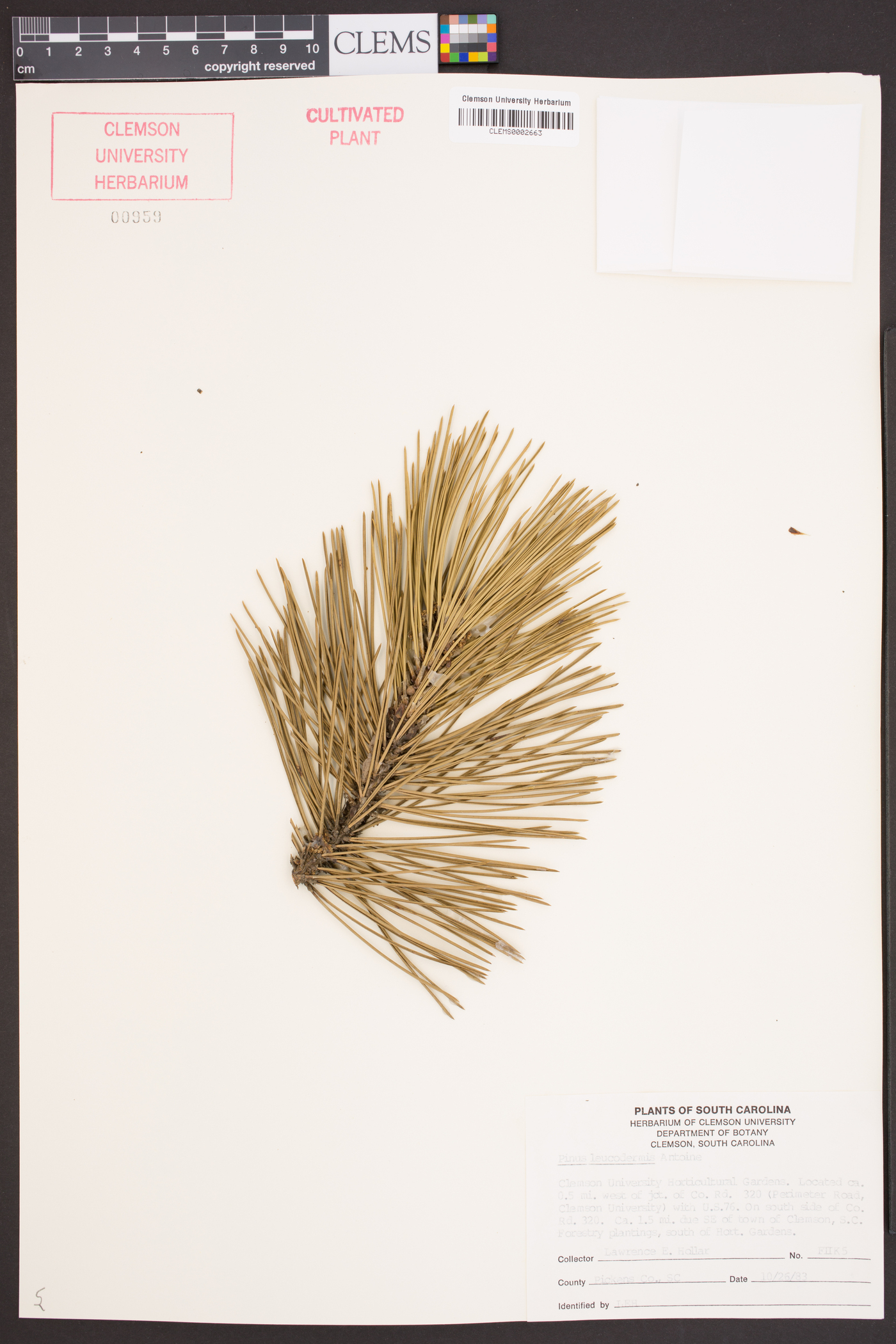 Pinus leucodermis image