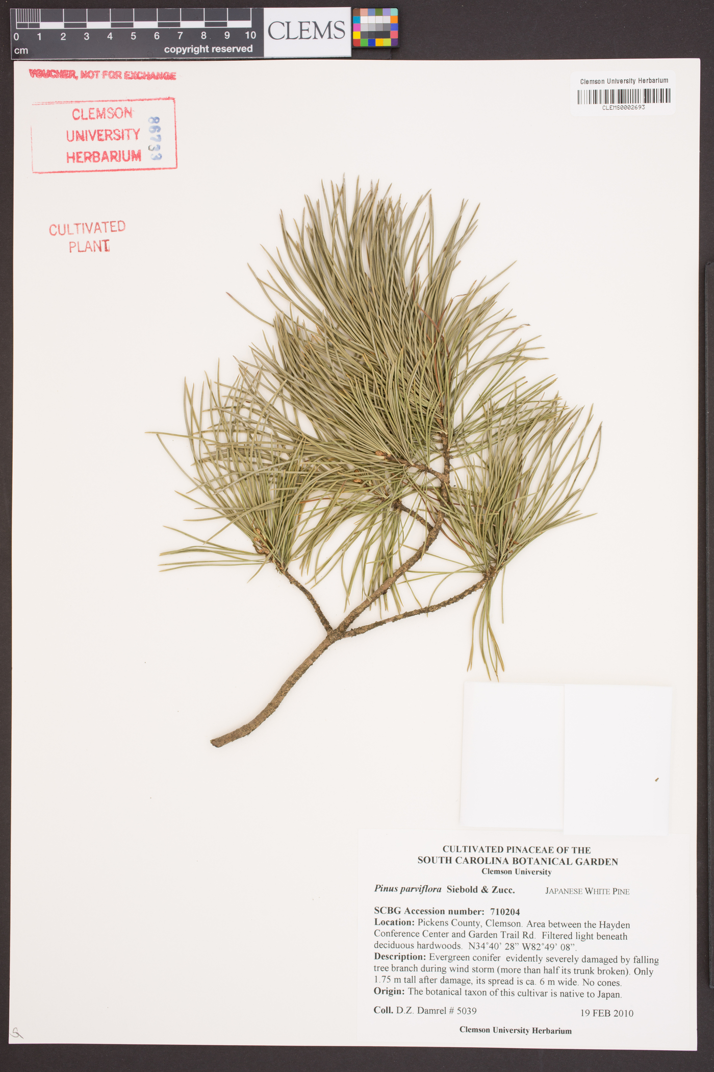 Pinus parviflora image