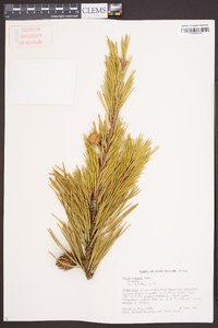 Pinus pungens image