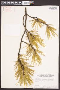 Pinus pungens image