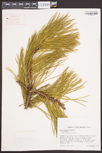 Pinus pungens image