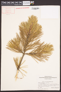 Pinus pungens image