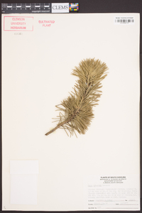 Pinus sylvestris image