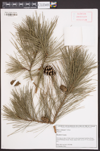 Pinus echinata image