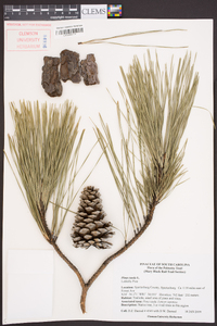 Pinus taeda image