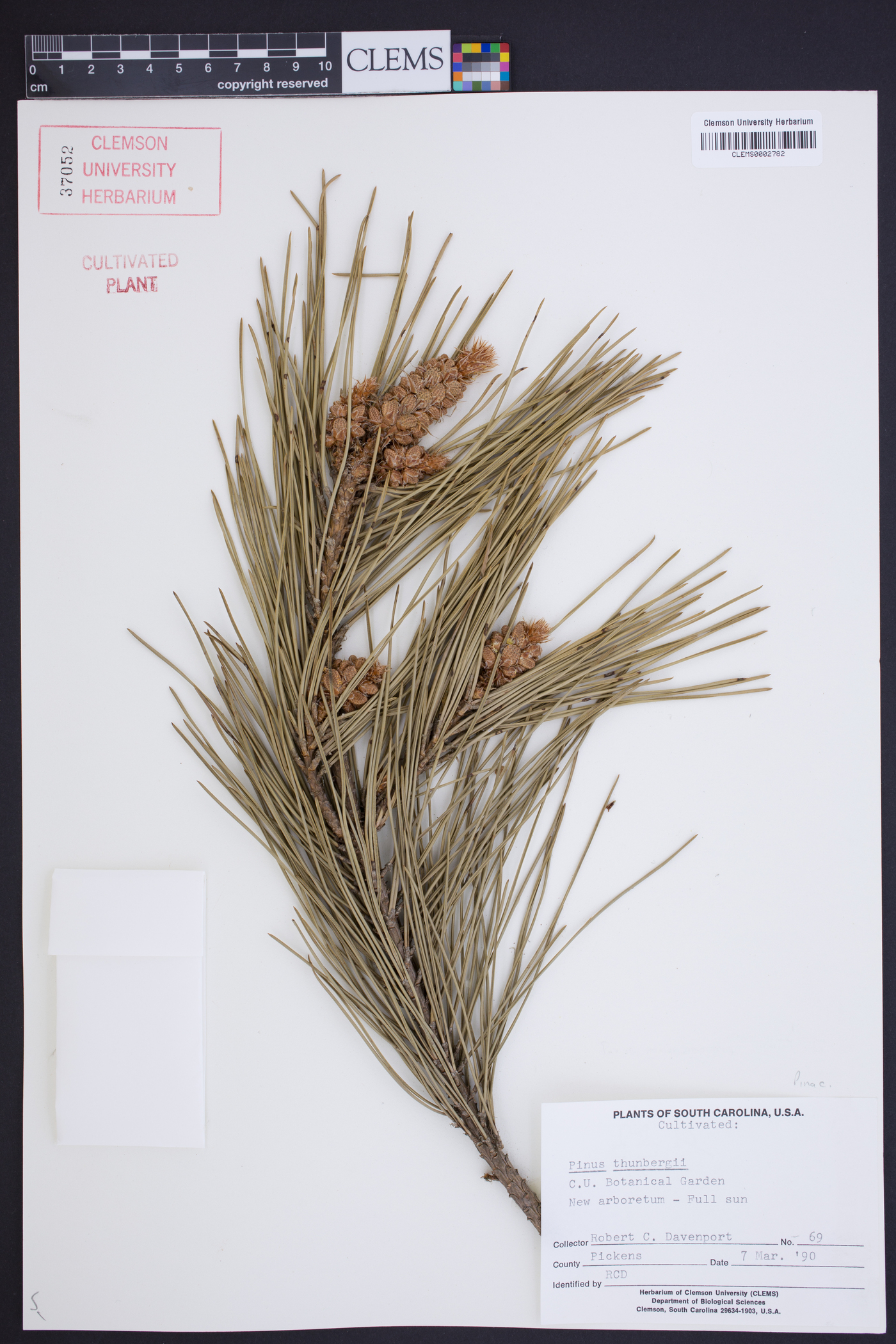 Pinus thunbergii image