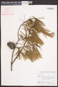 Pinus echinata image