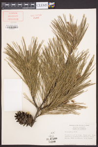 Pinus glabra image