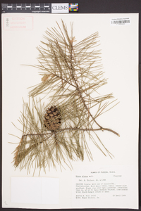 Pinus glabra image