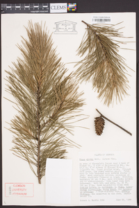 Pinus glabra image